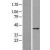 Western Blot: ABH2 Lysate [NBL1-07473] - Western Blot experiments. 
Left-Control; Right -Over-expression Lysate for ALKBH2